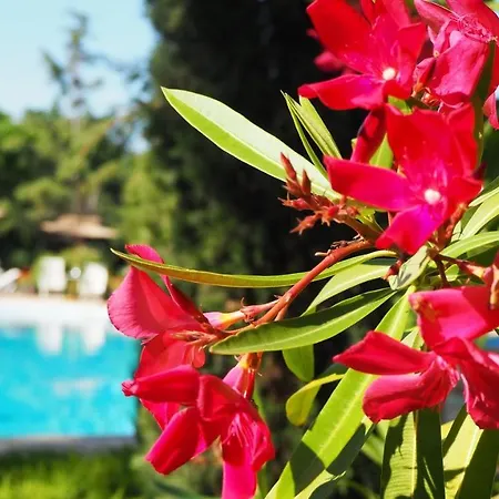 Joya Park 4* Золотые Пески