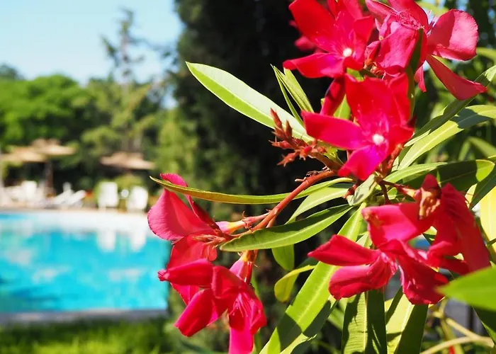 Joya Park 4* Золотые Пески